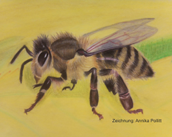 Zeichnung einer Biene